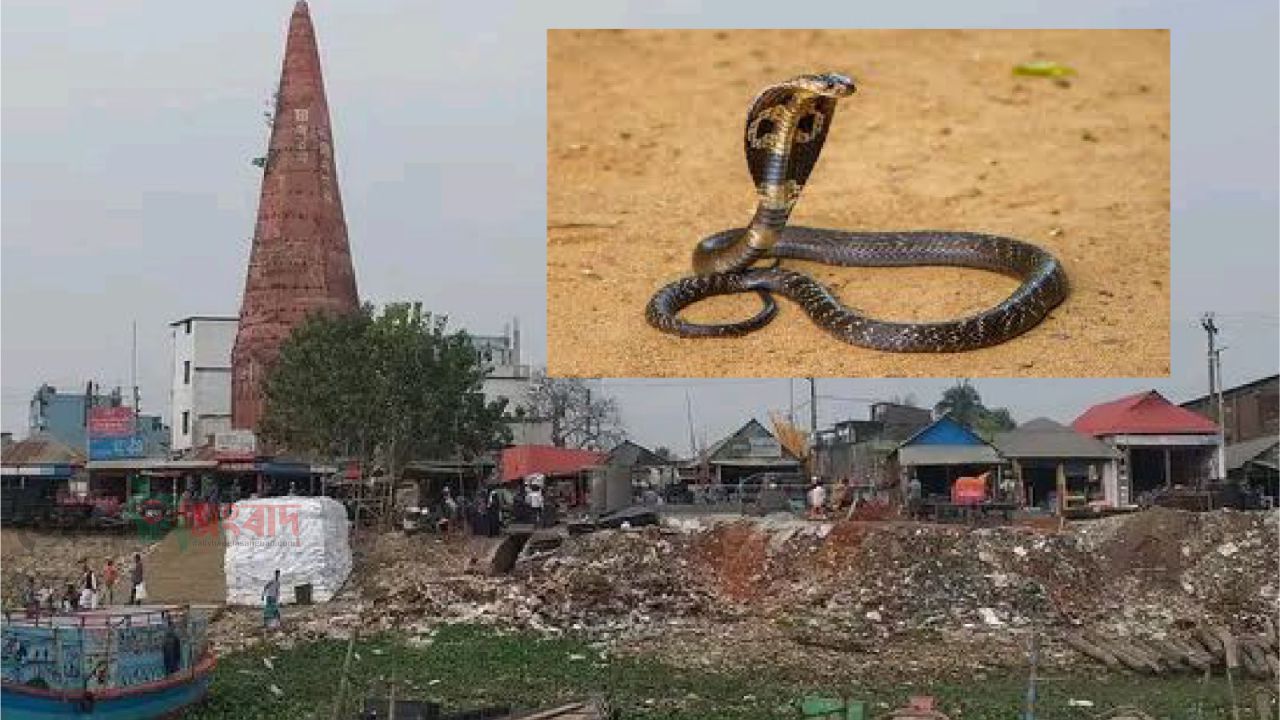 নবীনগরে বিষধর সাপের কামড়ে শিশুর মৃত্যু 