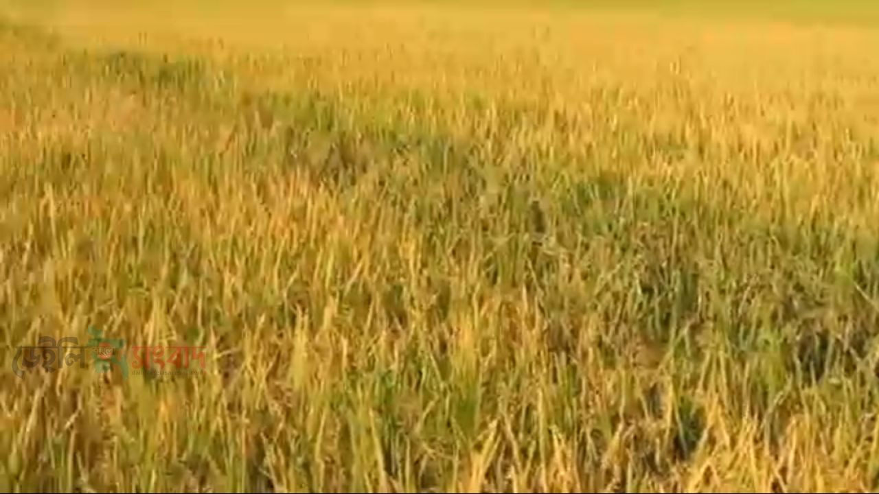 গোয়ালনগরে দুই গোষ্ঠীর সংঘর্ষে নিহত ৪, মামলার আতঙ্কে ফসল কাটতে পারছেন না কৃষকরা