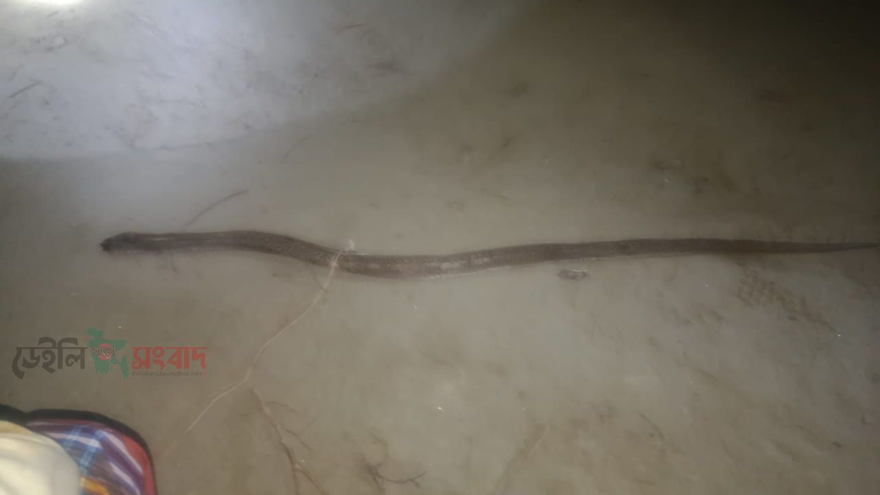 বকশিগঞ্জ উপজেলার ৪ নং সাধুর পাড়ার কামালের বাত্তি বালুর গ্রামে শাকিলের বাড়িতে বিশাল বড় সাপ