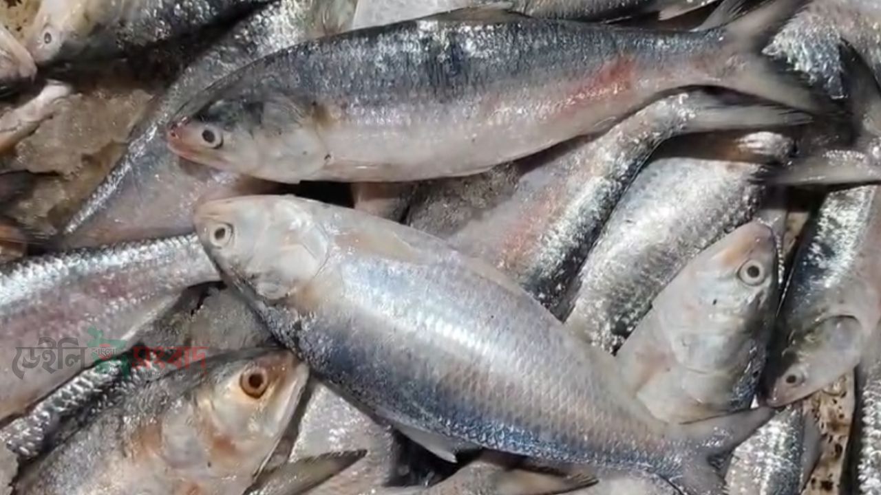 পহেলা বৈশাখকে ঘিরে পটুয়াখালীতে ইলিশের বাজারে আগুন, বড় মাছ দুষ্প্রাপ্য