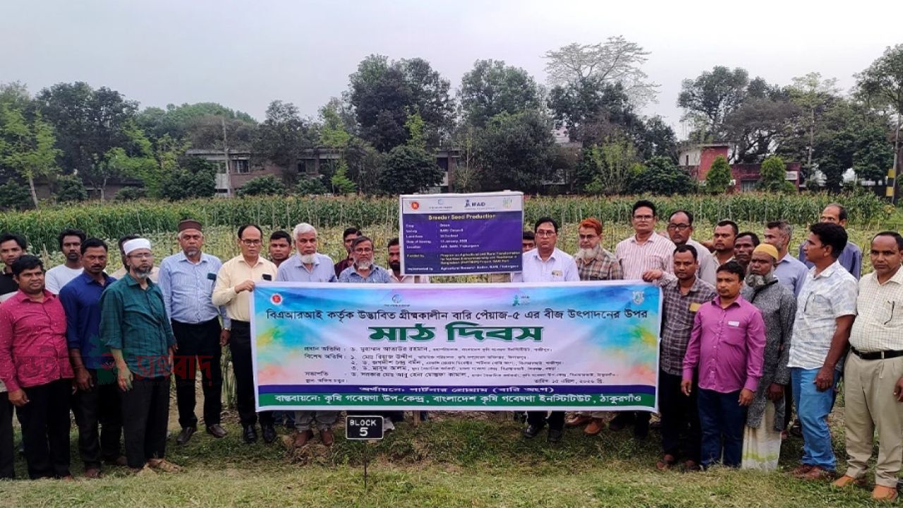 ঠাকূরগাঁওয়ে বারি পেঁয়াজ-৫ বীজ উৎপাদনে মাঠ দিবস অনুষ্ঠিত।