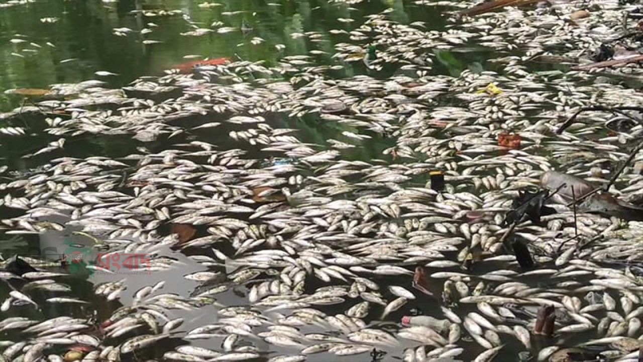 পুকুরে বিষ দিয়ে ৩০ লাখ টাকার মাছ নিধন