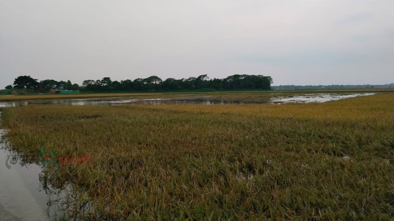 হাওড়ে পানি বেড়ে যাওয়া ও প্রবল বর্ষনের কারণে ধান কাটা নিয়ে কৃষকেরা দিশেহারা । 