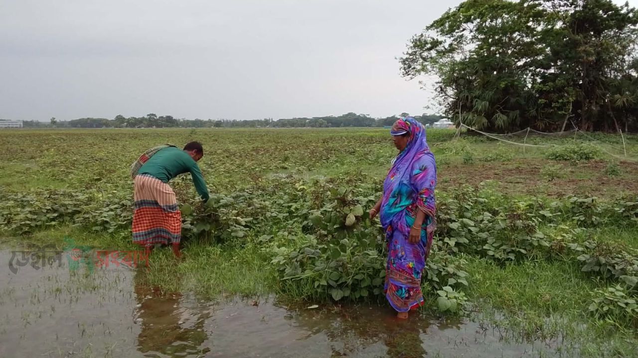 রাঙ্গাবালীতে অতিবৃষ্টিতে তলিয়ে মুগডাল ক্ষেত, ক্ষতির মুখে কৃষক