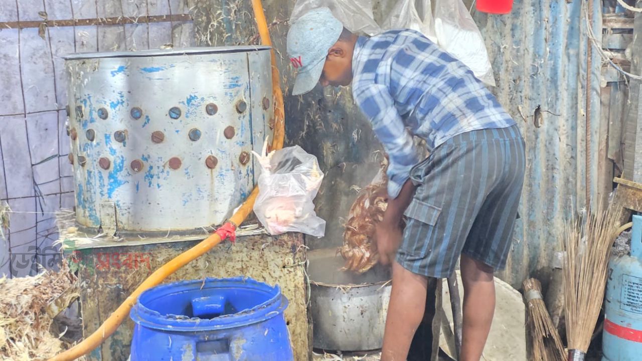 কালিয়াকৈরে এক ড্রাম কালো পানিতে সকাল থেকে সন্ধ্যা পর্যন্ত মুরগি ড্রেসিং, মানুষ ক্যান্সার জীবাণুর ঝুঁকিতে 