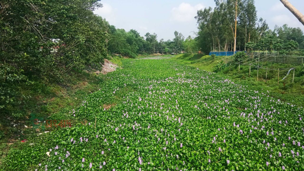 মরণফাঁদে পরিণত বাদিয়াখালীর আলাই নদ,প্রাণ থেকে মরণফাঁদ, বাঁচাবে কে?