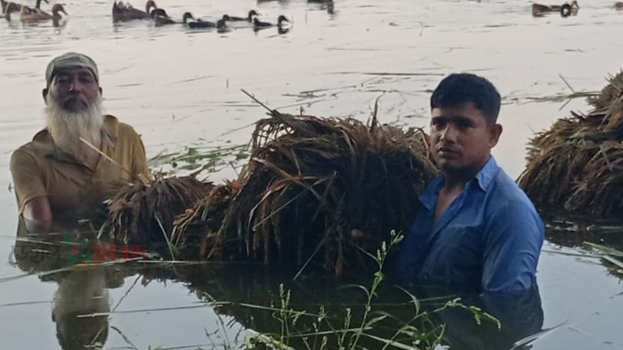 ফুলপুরে কৃষকের সোনালী স্বপ্ন এখন পানির নিচে