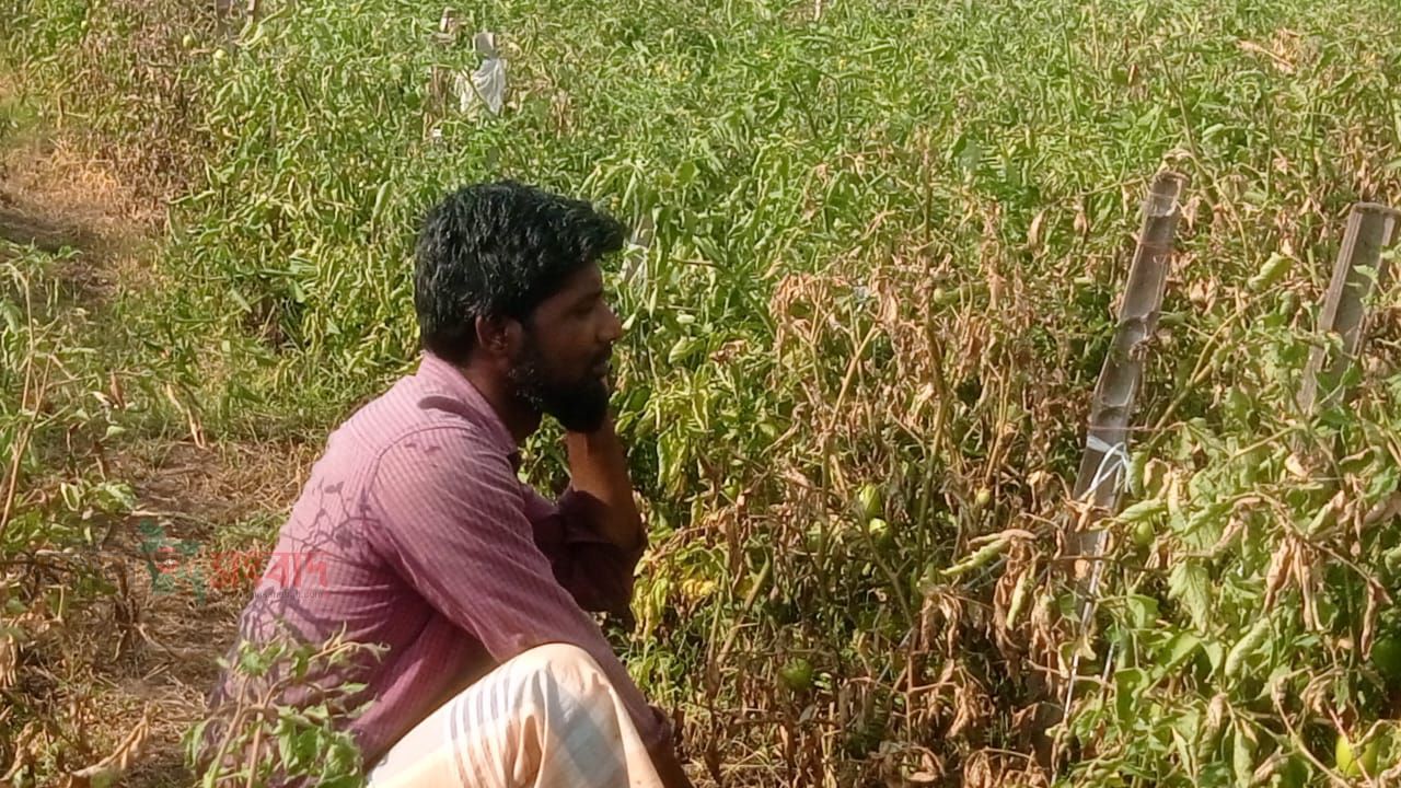 পঞ্চগড়ে রাতের আঁধারে আগাছানাশক  স্প্রে: আড়াই বিঘা টমেটো ক্ষেত নষ্ট, নিঃস্ব কৃষক মঈনুল ইসলাম”