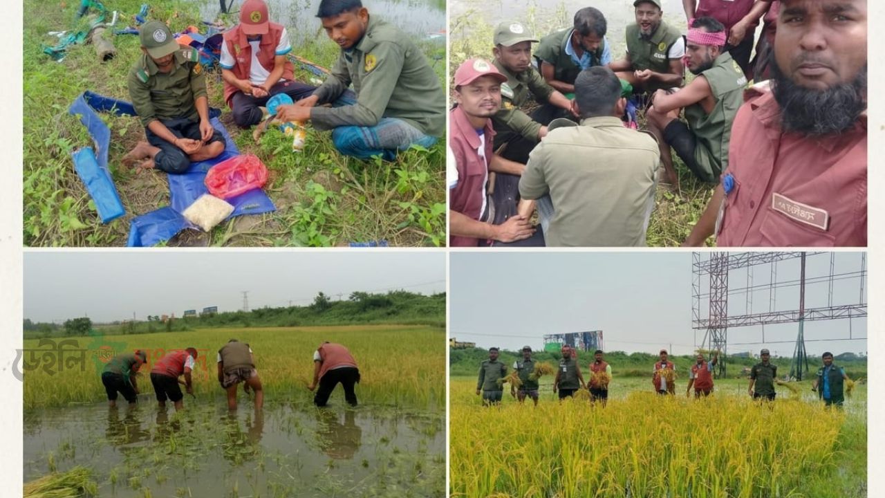 পানিতে তলানো ধান কেটে দিল আনসার-ভিডিপি