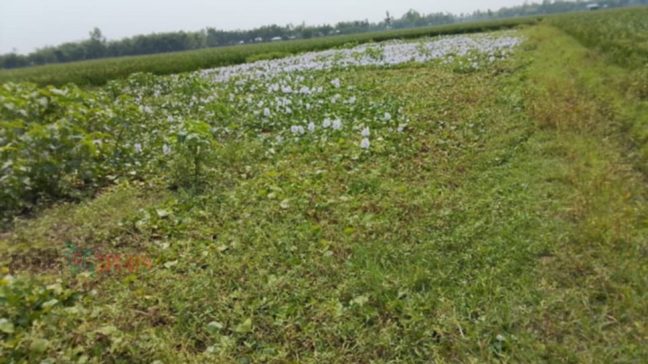 পঞ্চগড়ে দলীয় প্রভাবে মিথ্যা মামলার অভিযোগ
