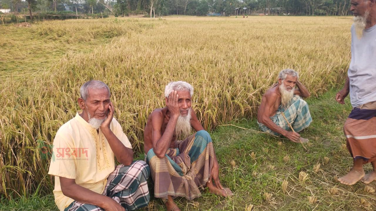 ইটভাটার ধোঁয়া ও তাপে বোরো ধানসহ ফসলের ক্ষয়-ক্ষতি, সরিষাবাড়ীতে ক্ষতিপূরণের দাবি