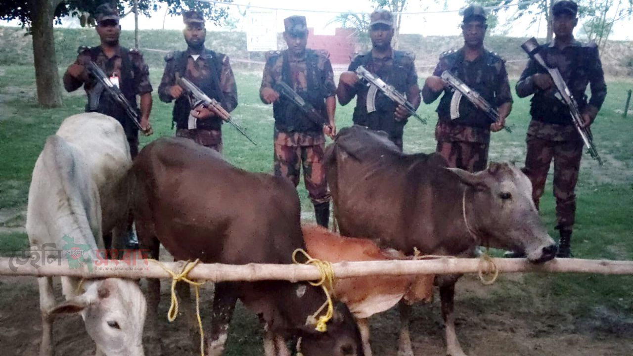 চাঁপাইনবাবগঞ্জ সীমান্তে ৫৩ বিজিবির অভিযান ৪টি ভারতীয় গরু জব্দ