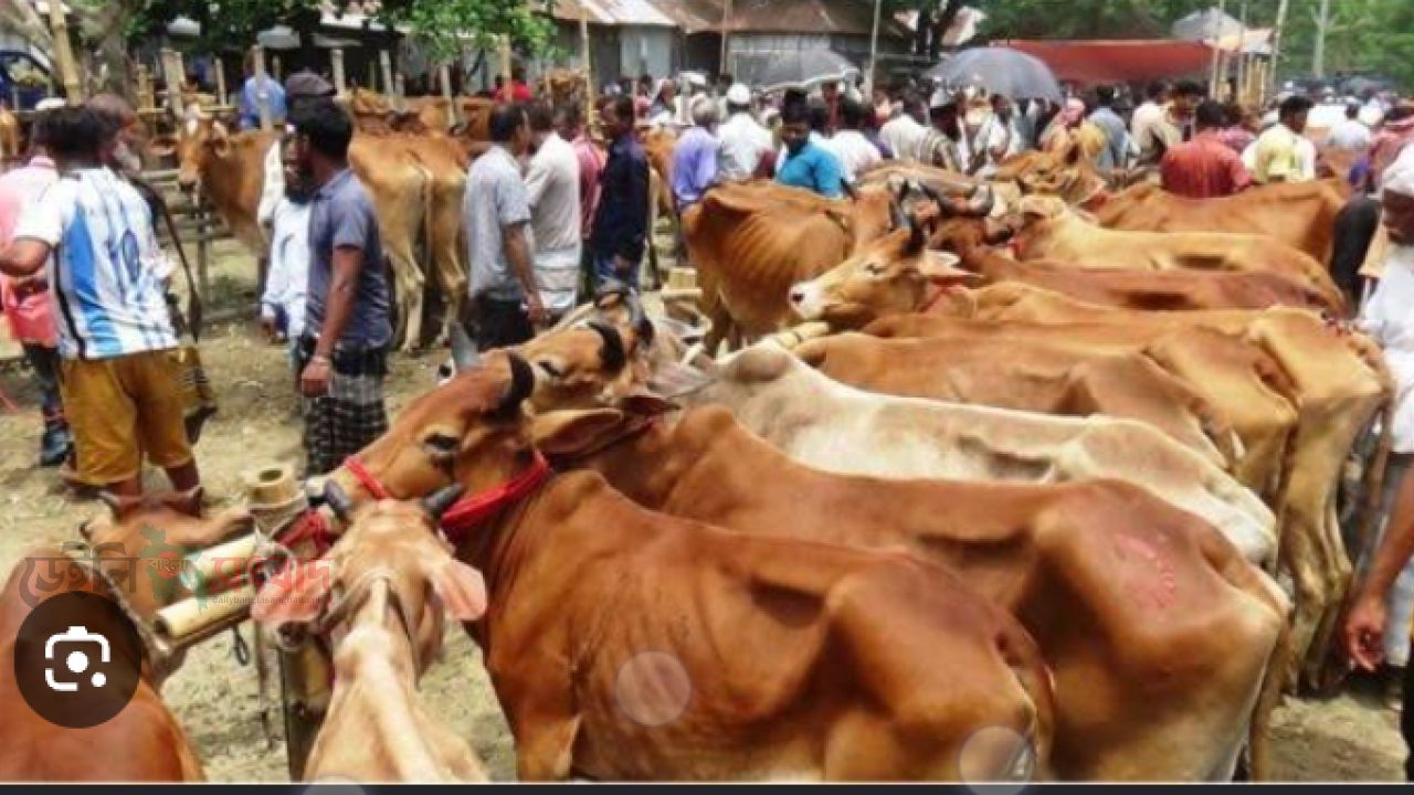 কুরবানীর  ফজিলত ও জরুরি ৬৬ টি মাসয়ালা। 