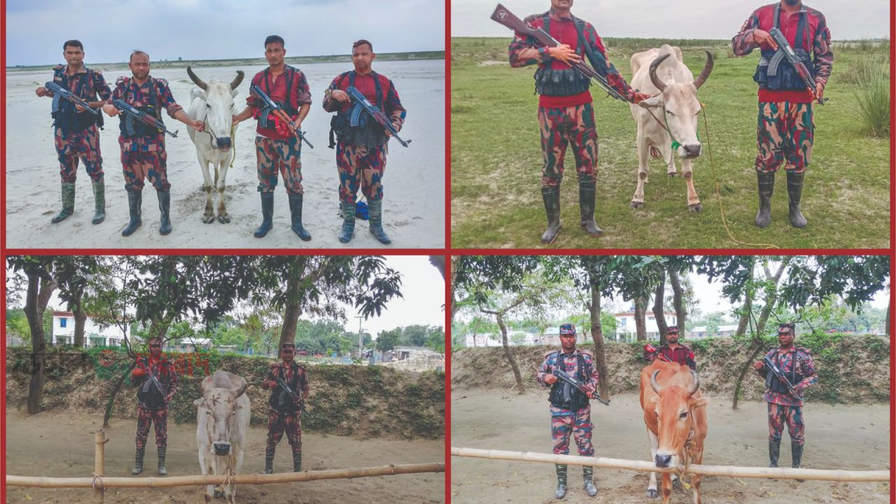 ​চাঁপাইনবাবগঞ্জ সীমান্তে ৫৩ বিজিবির সাঁড়াশি অভিযান ৪টি ভারতীয় গরু জব্দ  ​ 
