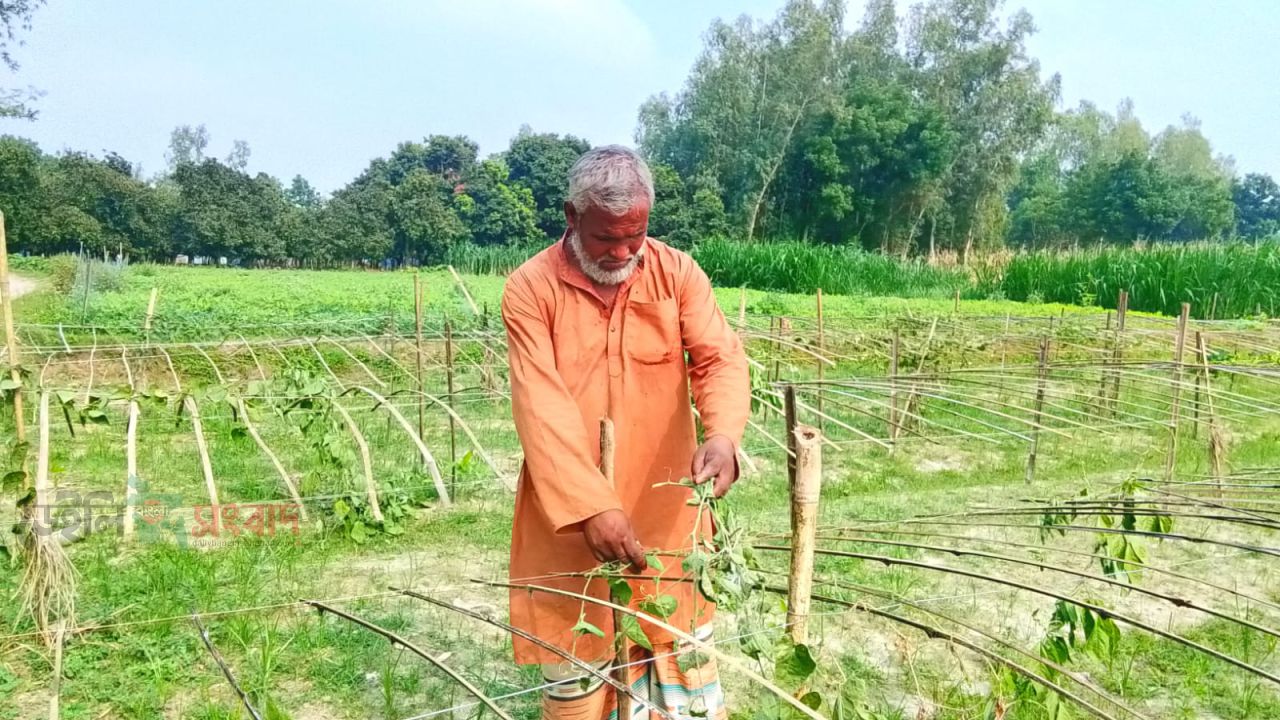 বীরগঞ্জে কৃষকের ভুট্টা লুট ও পটল গাছ কাটার অভিযোগ
