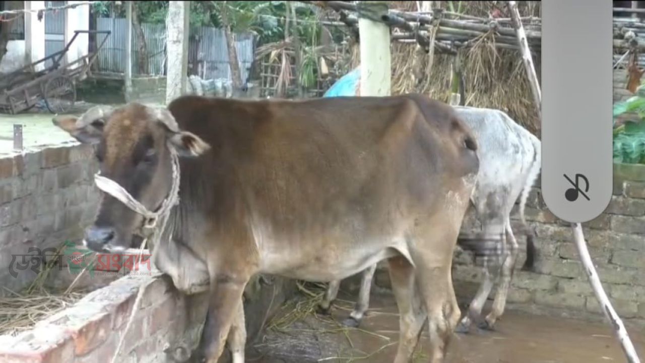 কুড়িগ্রামে খুরা রোগে ৯ গরুর মৃত্যু, আক্রান্ত প্রায় আড়াই শতাধিক