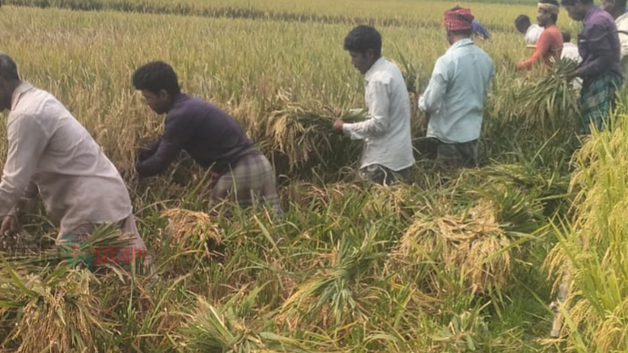 কাঙ্ক্ষিত দাম নেই ধানে, অসন্তুষ্ট কৃষক