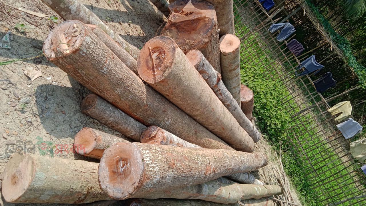 উখিয়ার দরগাবিল এলাকা থেকে বনবিভাগের গাছ কেটে নিয়েছে বনদস্যুরা 