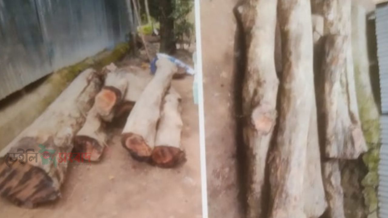নবীগঞ্জে এক ইউপি সদস্যের বিরুদ্ধে সরকারী গাছ কাটার দায়ে ইউএনও'র নিকট লিখিত  অভিযোগ