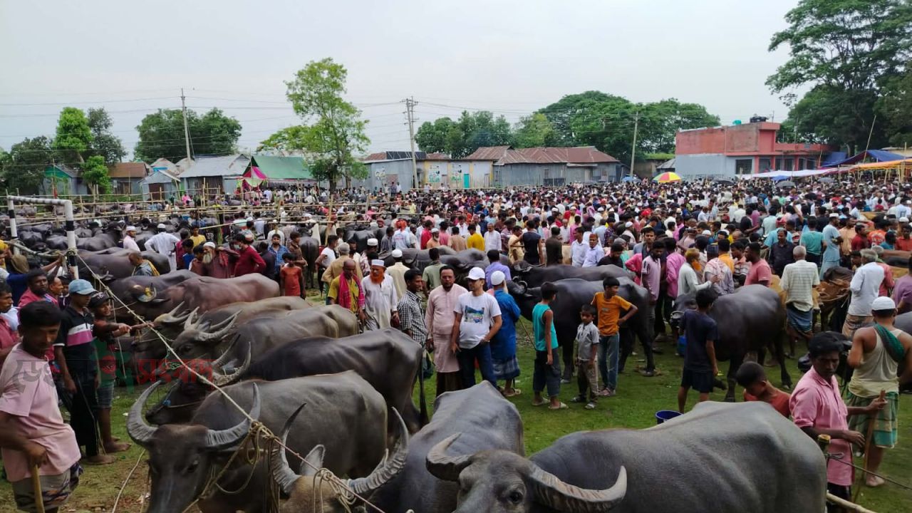 বিজয়নগরের আড়িয়ল গরুর হাটে জমজমাট বেচাকেনা, বিক্রি হয়েছে প্রায় হাজার পশু