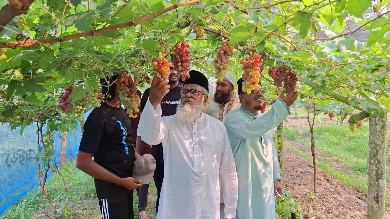 মণিরামপুরে বিদেশি বাহারি আঙুর চাষে নতুন সম্ভাবনা, পরিদর্শনে এমপি
