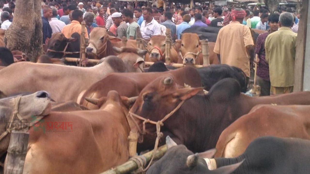 নীলফামারী ‎জলঢাকায়  উপজেলায়  জমে উঠেছে পশুর হাট