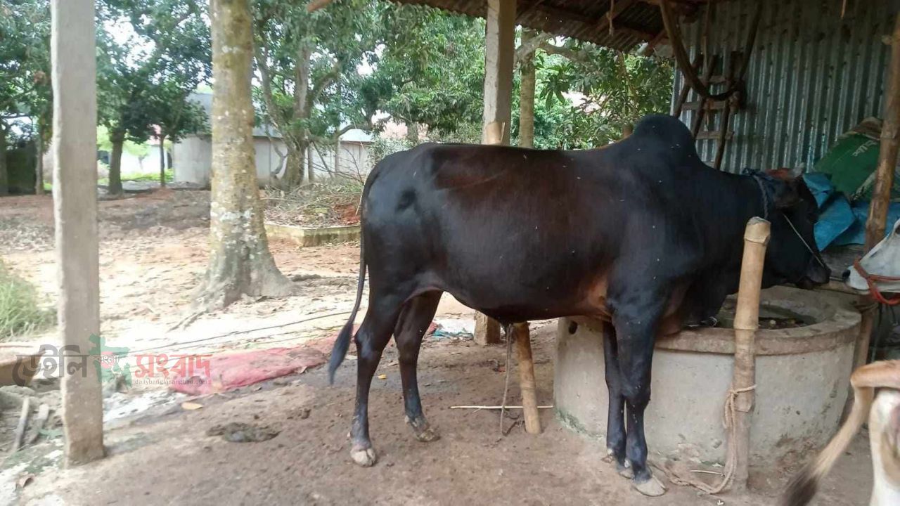 বিজয়নগরে এক রাতে ৪ গরু চুরি, সন্ধানদাতার জন্য পুরস্কার ঘোষণা।