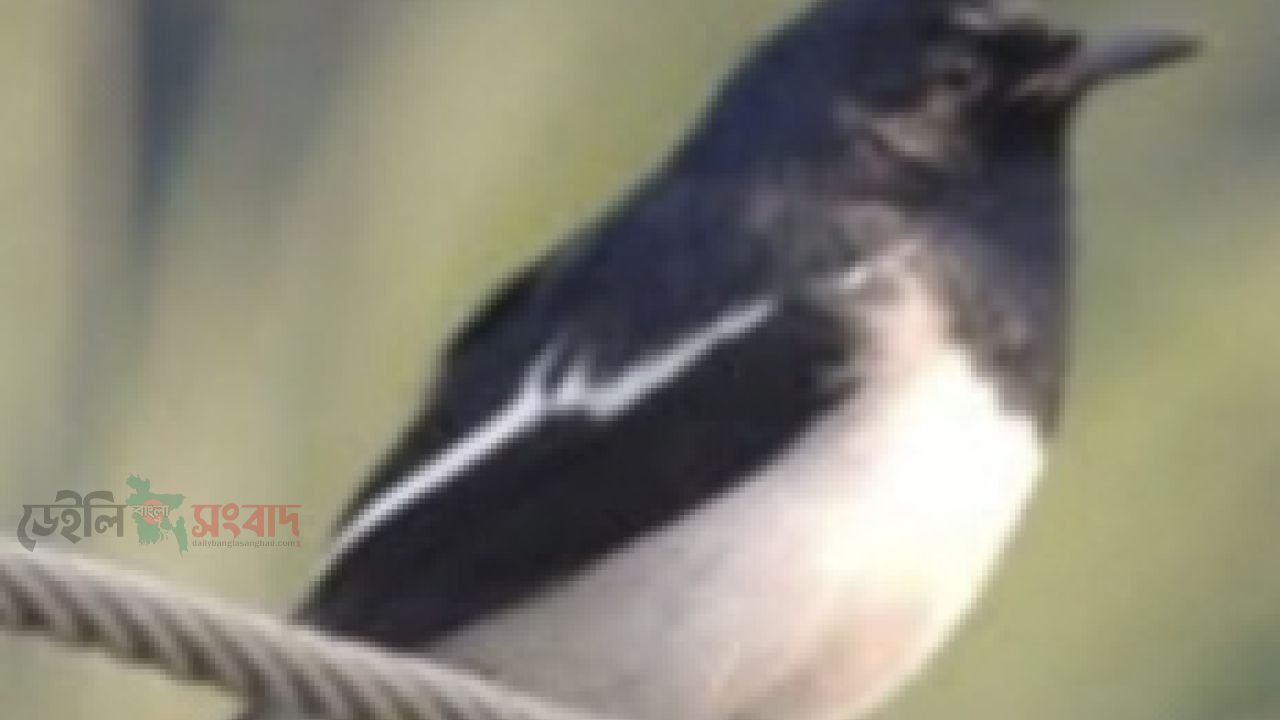 একলা এক পাখি, কবি    আসাদ উল্লাহ 