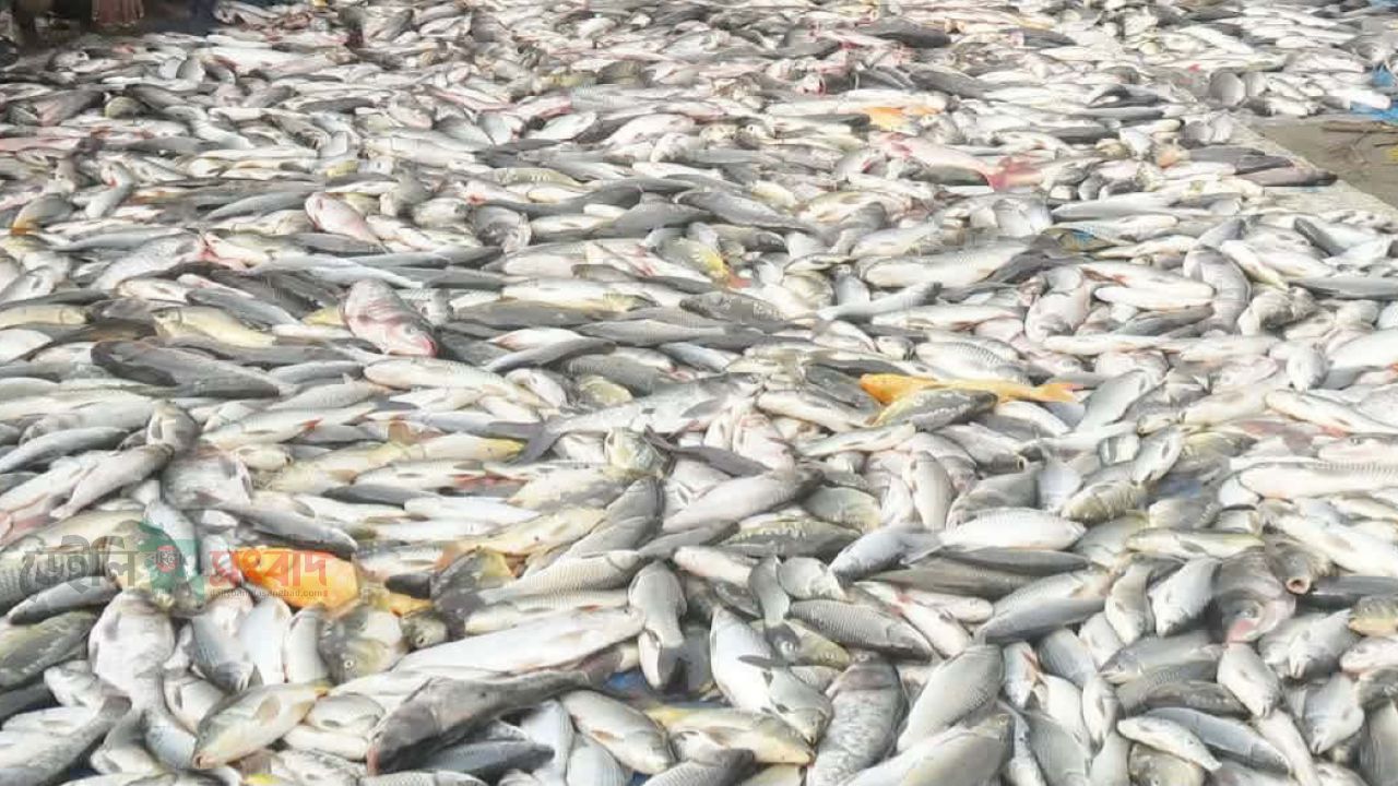 পুকুরে বিষ দিয়ে অর্ধকোটি টাকার মাছ নিধন