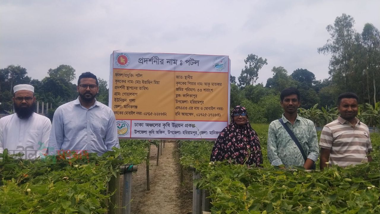 হরিরামপুরে পটল চাষে কৃষকের হাসি।
