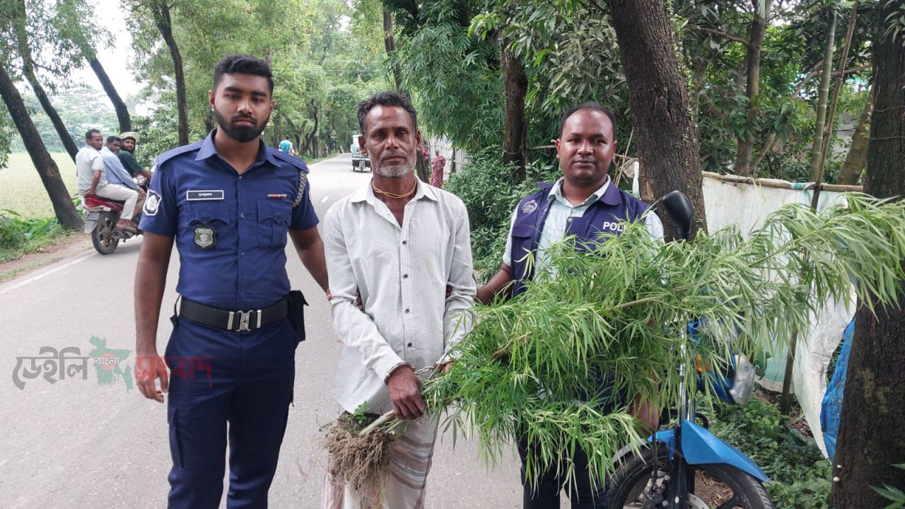 সুনামগঞ্জের হরিনগরে বাড়ির ছাঁদ থেকে গাঁজার গাছসহ ১ জন আটক।