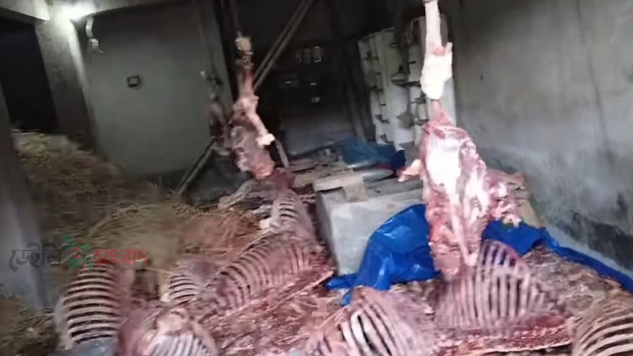 গরুর সঙ্গে একাধিক ঘোড়া জবাই করে মাংস বিক্রির চেষ্টার অভিযোগ, সাদুল্লাপুরে চাঞ্চল্য