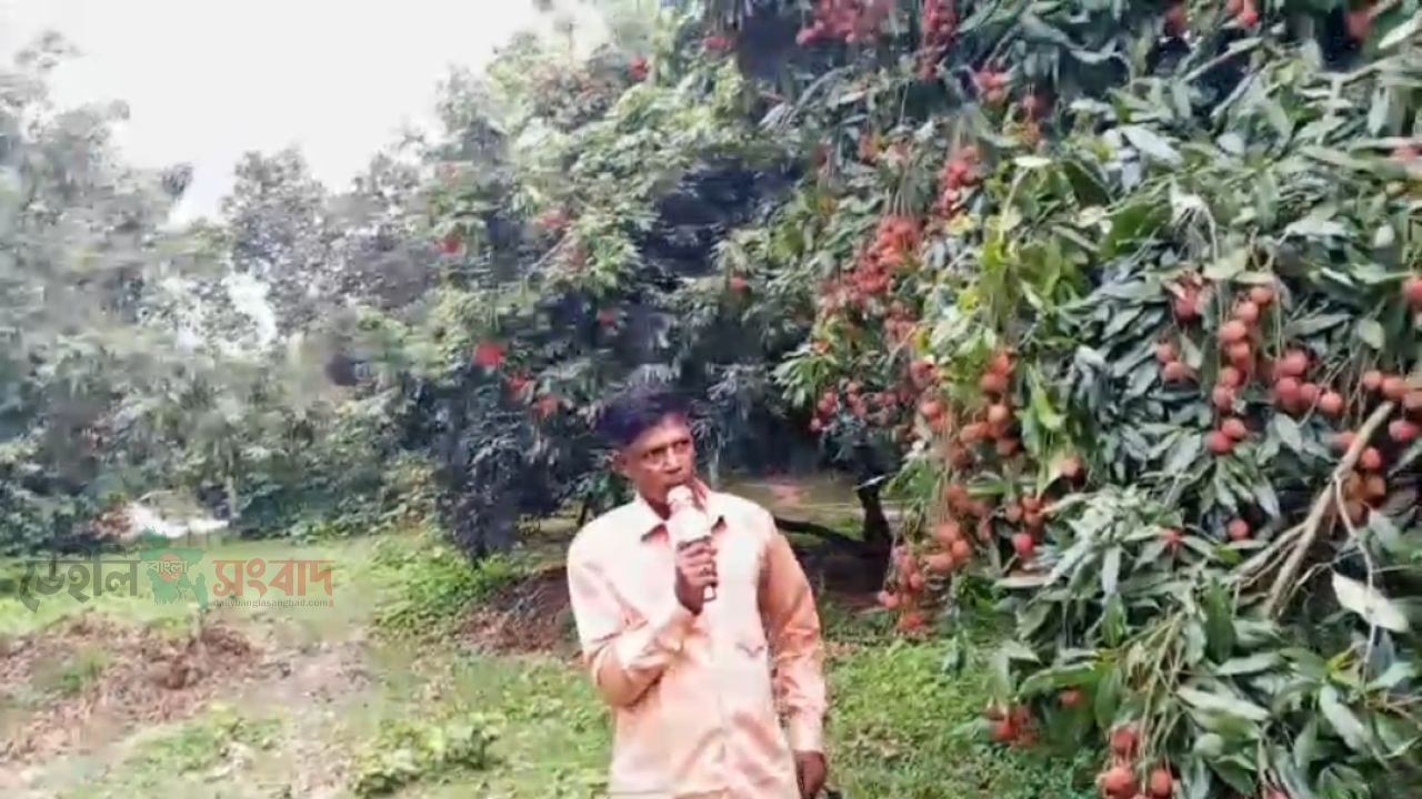 ব্রাহ্মণবাড়িয়ার বিজয়নগর ও আখাউড়ায় লিচু, আম ও কাঁঠালের বাম্পার ফলন: কৃষক ও ক্রেতাদের মুখে হাসি।