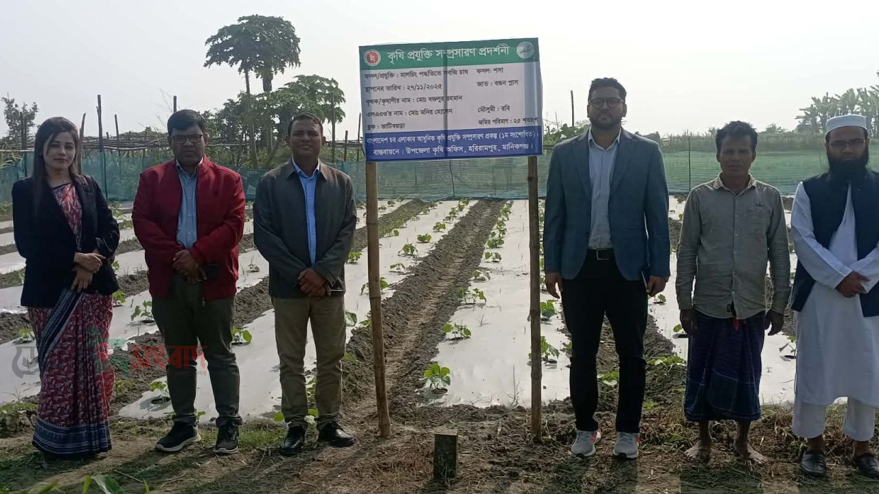 হরিরামপুরে জনপ্রিয় হচ্ছে মালচিং পদ্ধতিতে সবজি চাষ।