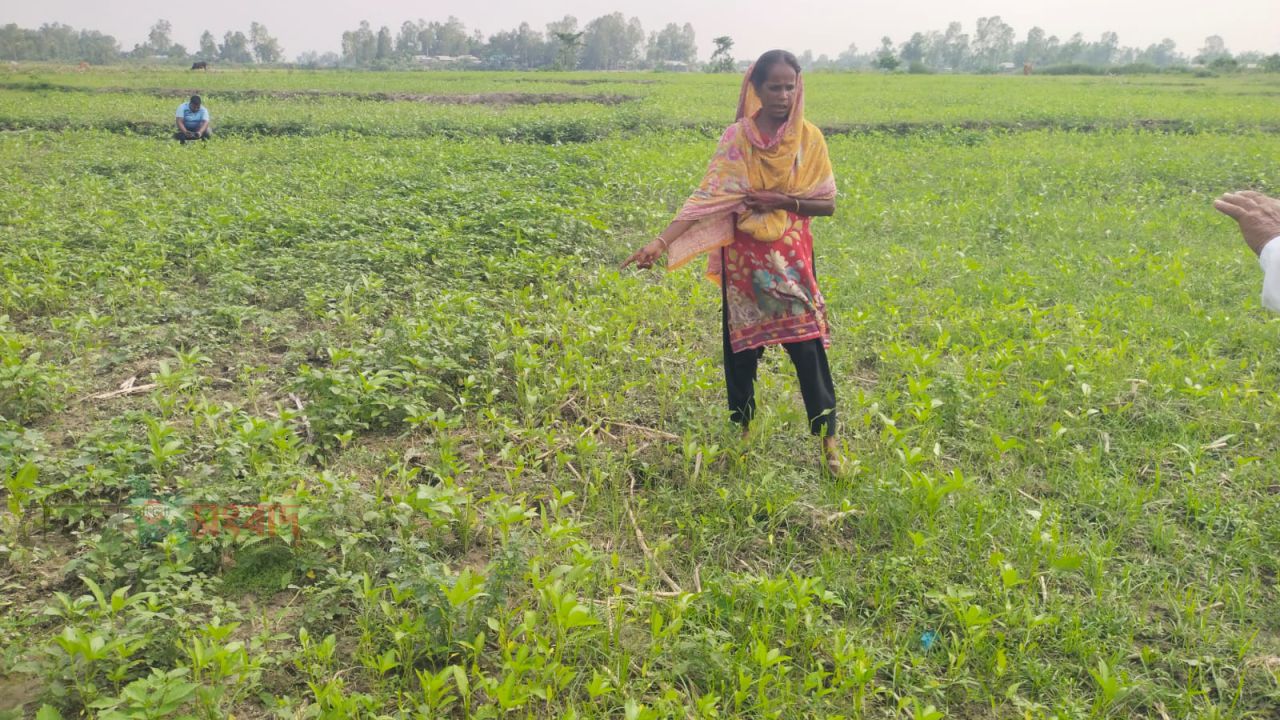 গরু দিয়ে পাট খাওয়ানো কে কেন্দ্র করে হামলা-ভাঙচুর ও লুটের অভিযোগ, আহত ৫