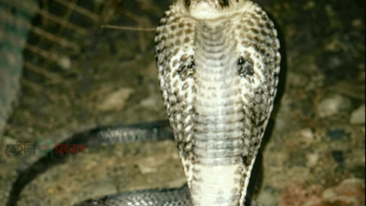 ফণা তুলে আতঙ্ক ছড়ানো বিষধর সাপ, আতঙ্কে পুরো এলাকা; উদ্ধার অভিযানের দাবি এলাকাবাসীর