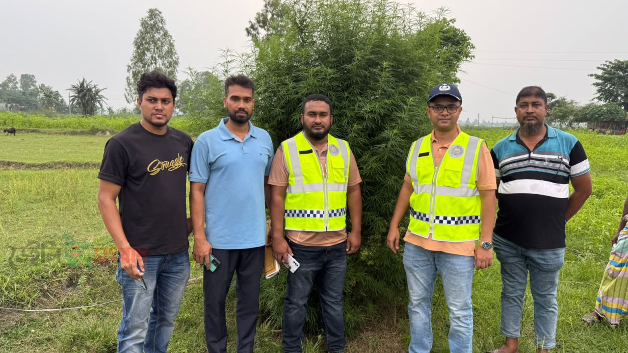 ভূরুঙ্গামারীতে মরিচ ক্ষেতে গাঁজার চাষ, ১০ ফুট উচ্চতার গাঁজার গাছ জব্দ