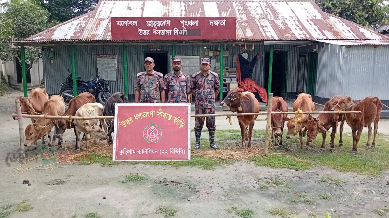 কুড়িগ্রাম সীমান্তে বিজিবির বিশেষ অভিযানে ২৪ ঘন্টায় প্রায় ২৭ লাখ টাকার গরু ও চোরাচালান পণ্য জব্দ।