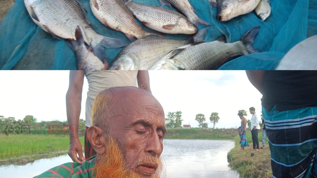 জমির বিরোধে বিষ দিয়ে বীর মুক্তিযোদ্ধার তিনটি ঘেরের মাছ নিধনের অভিযোগ