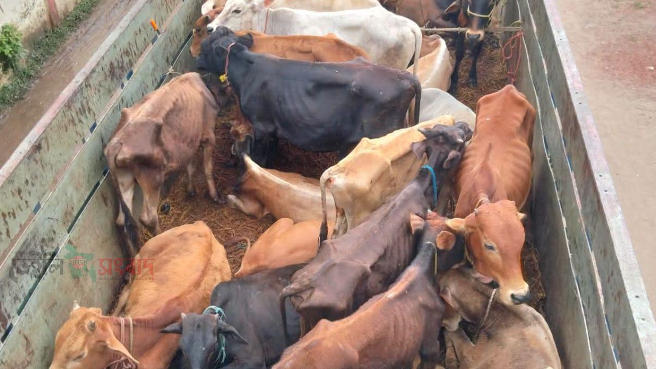 বিজয়নগরে ডাকাতির পর সরাইলে উদ্ধার ৩১ গরুবোঝাই ট্রাক, জিম্মি হেলপার উদ্ধার