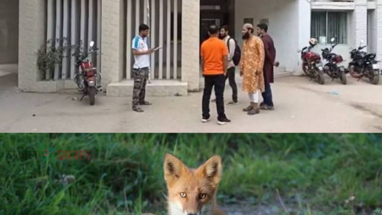 লোকালয়ে ঢুকে পড়া একটি বন্য শিয়ালের হামলায় নারী, পুরুষ ও শিশুসহ অন্তত ১৪ জন আহত হয়েছেন আহতদের সবাইকে শ্রীপুর উপজেলা স্বাস্থ্য কমপ্লেক্সে চিকিৎসা দেওয়া হয়েছে