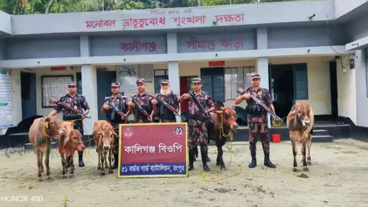 ডিমলায় ভারতীয় পাঁচটি গরু জব্দ করেছে বিজিবি    