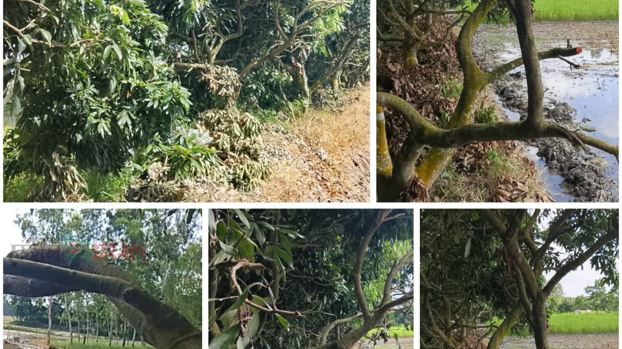 পীরগাছায় পুকুরপাড়ের লিচু গাছের ডালপালা কাটার অভিযোগ,প্রতিবাদ করায় মারধর, পাঁচজনের বিরুদ্ধে থানায় অভিযোগ