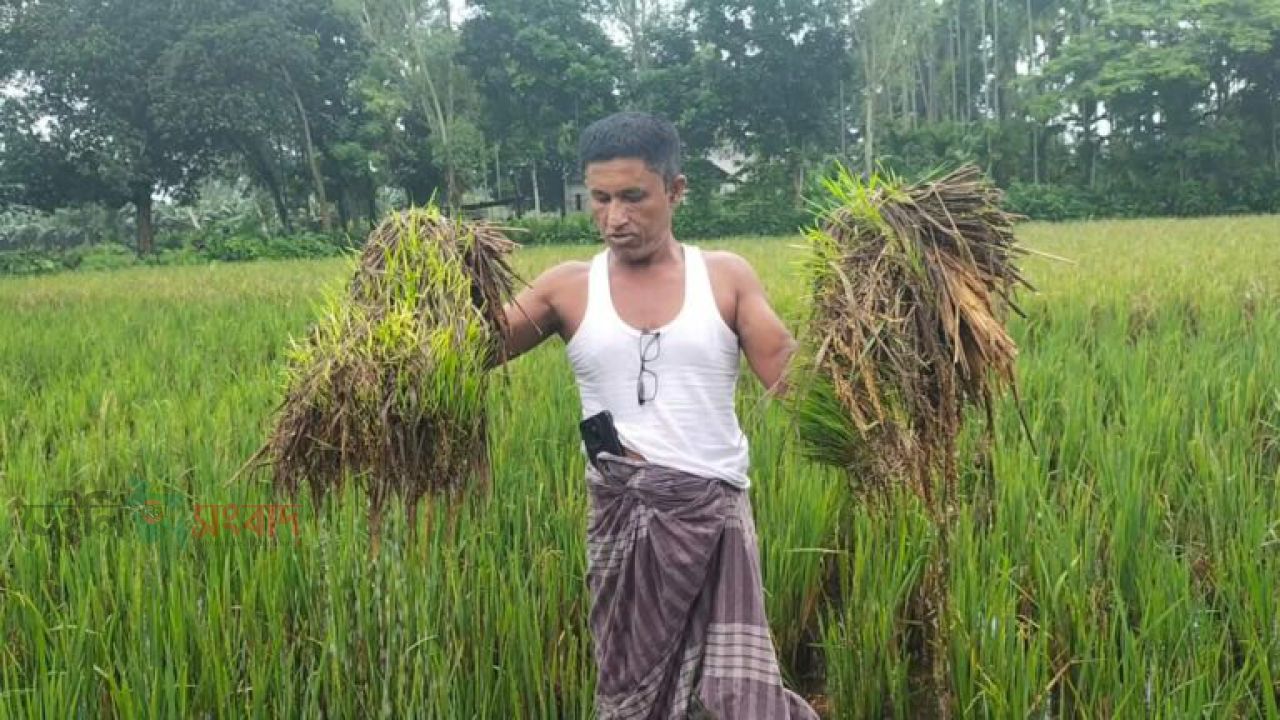 দেবীগঞ্জে জমি বিরোধে কৃষকের দুই বিঘা জমির বোরো ধান নষ্টের অভিযোগ