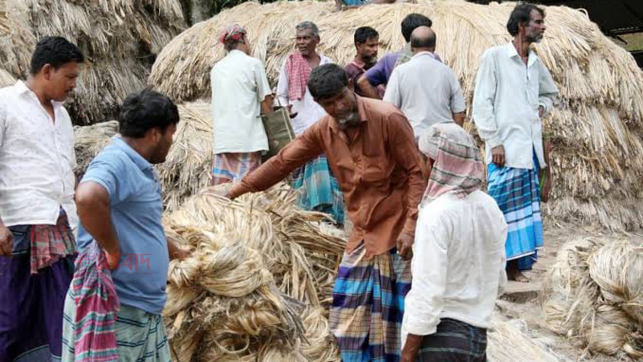 পাটের দামে খুশি রাজশাহীর কৃষক 