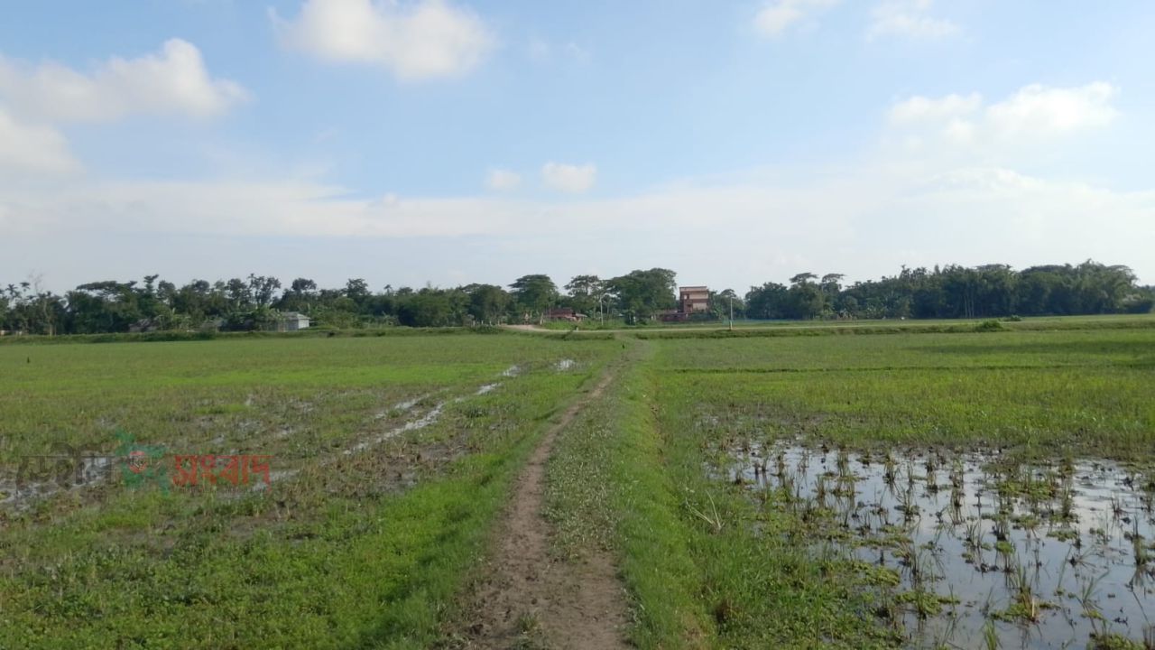 বারহাট্টায় সরকারি হালট দখল করে কৃষি জমি করায়  অভিযোগ