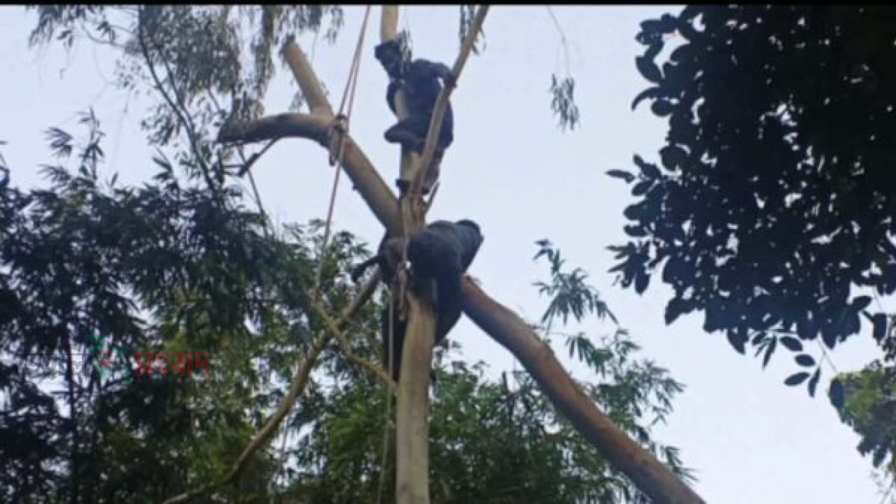 পঞ্চগড়ে ৫০ ফুট উঁচু গাছে আটকে পড়া শ্রমিককে উদ্ধার করল ফায়ার সার্ভিস