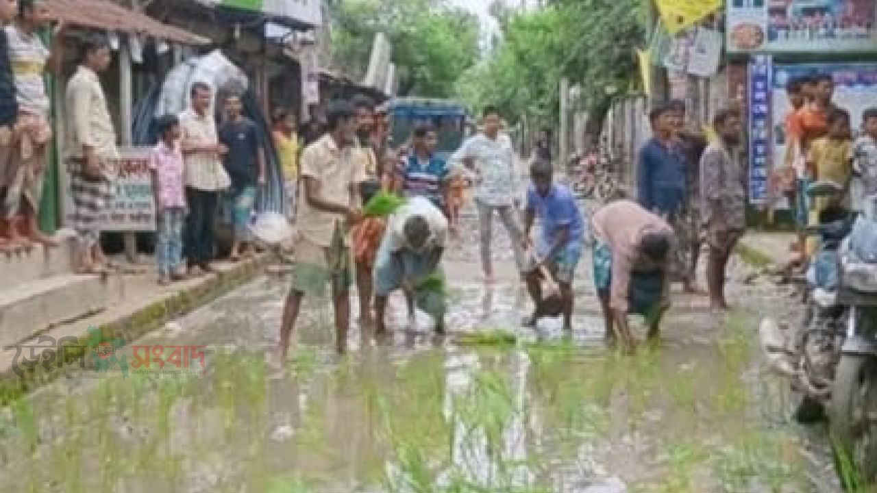 সড়কের গর্তে ধানগাছ রোপণ করে অভিনব প্রতিবাদ জানিয়েছেন এলাকাবাসী