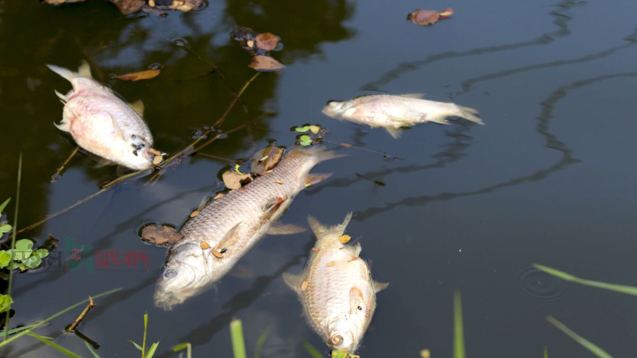 পুকুরে বিষ দিয়ে ১০ লাখ টাকার মাছ নিধন 
