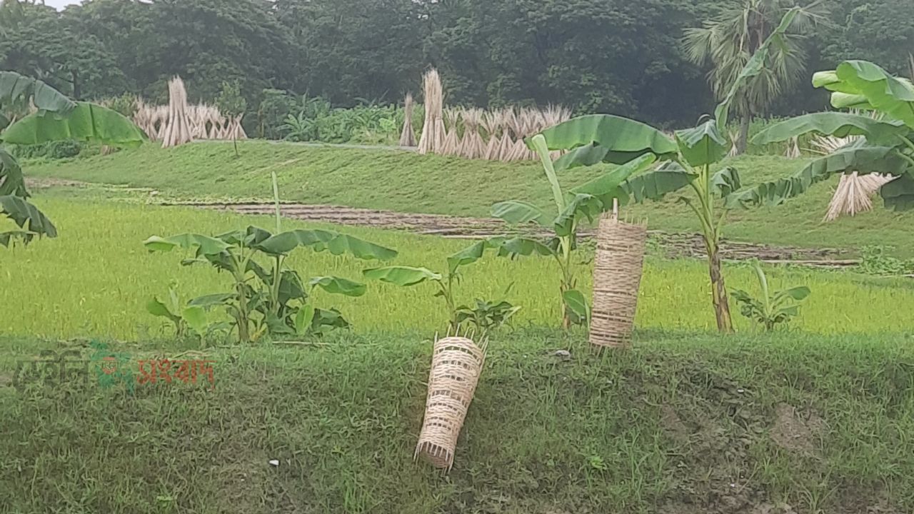 ৫১ লাখের খাল খনন প্রকল্পে অনিয়মের অভিযোগ, ৩০০ গাছের বদলে মিলল ৯৫টি